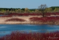 035_Biebrza - kwiecien 2010
